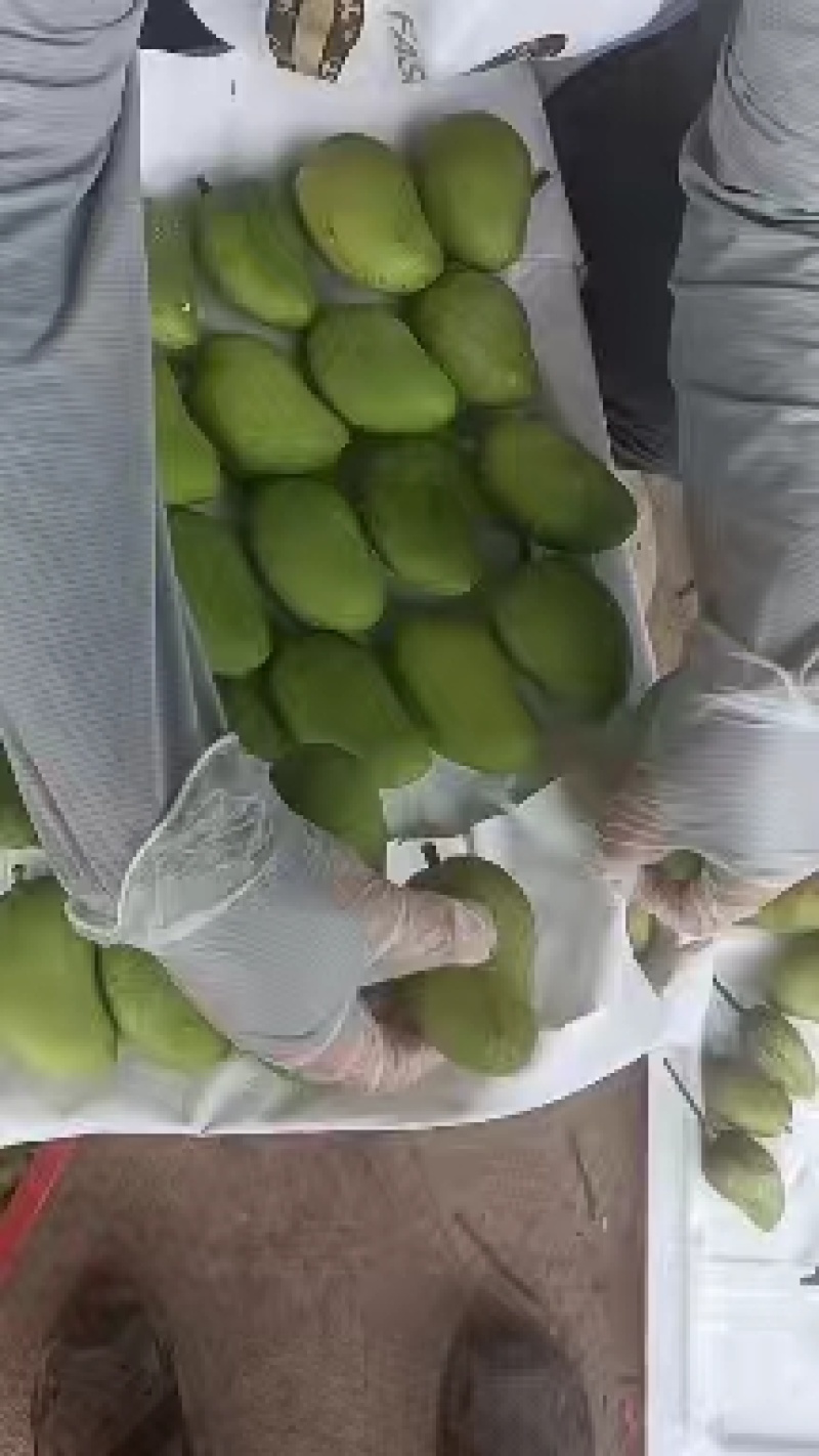 精品小台芒海南产地直供二级果批发零售货源充足量大价优先