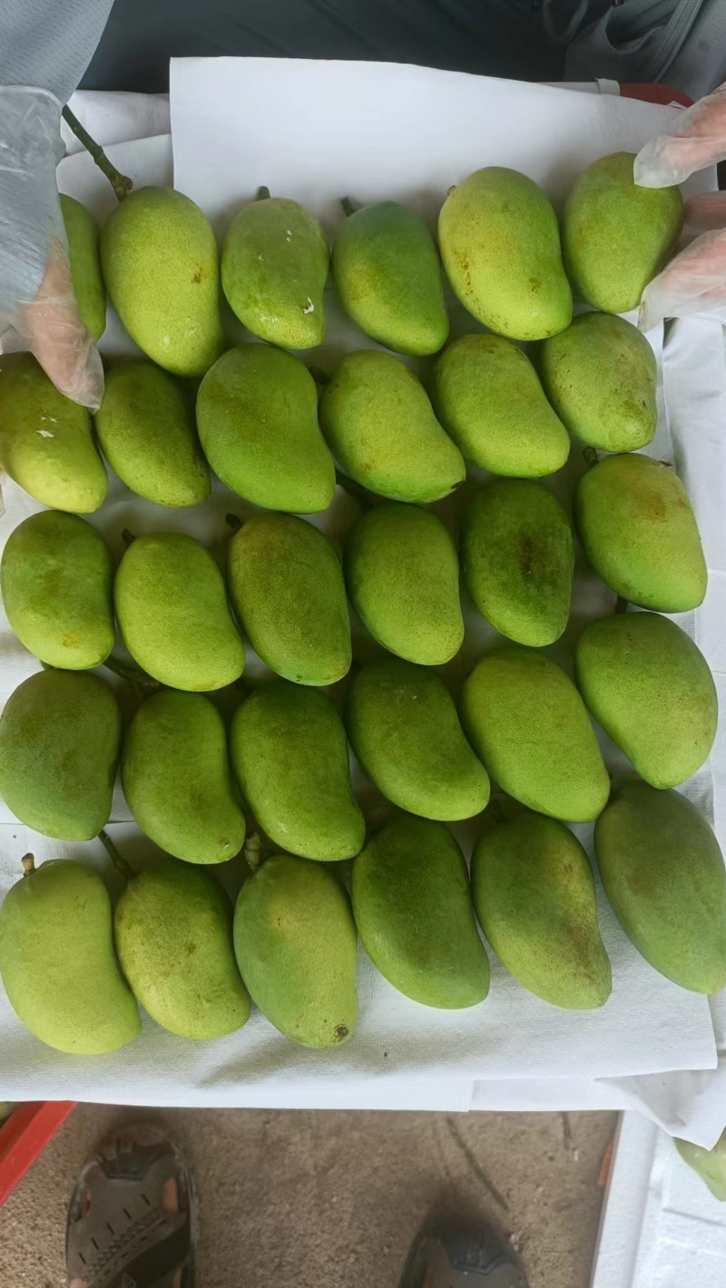 精品小台芒海南产地直供二级果批发零售货源充足量大价优先
