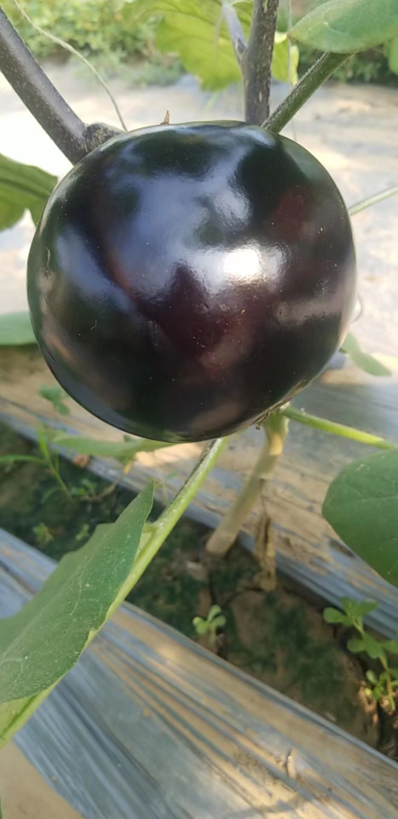紫光圆茄，量大从优，品质有保障，诚信经营，欢迎电话联系