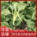 菜花苗，松花菜苗，基地货源，质量保证，有机花菜，诚信经营