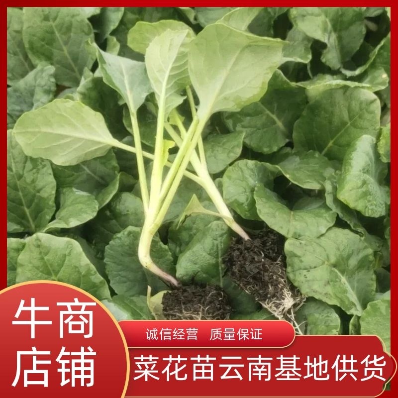 【菜花苗】云南育苗基地直发有机花苗松花菜苗品质保障
