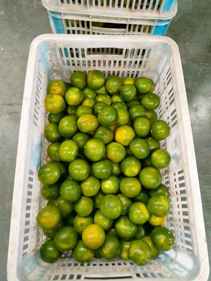 特早蜜橘蜜橘普早蜜橘产地大量上市货源充足