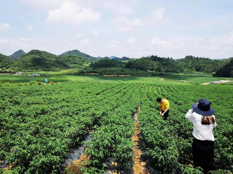樟树青辣椒|精品辣椒|新鲜辣椒|300斤起，商标授权保护