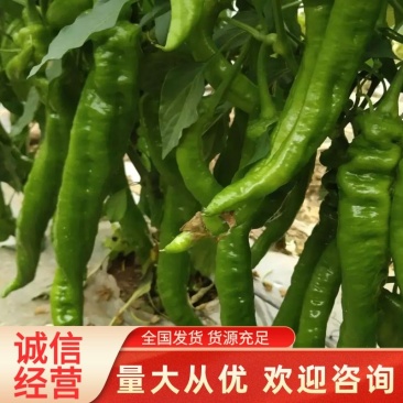 甘肃平凉精品陇椒，
