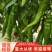 甘肃平凉精品陇椒，