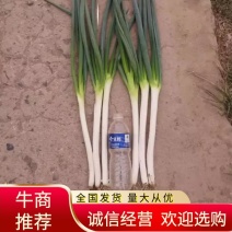 铁杆大葱，毛葱，净葱，精品葱均有货，规格齐全，提前预定