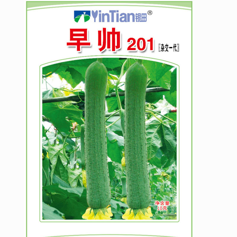 早帅201丝瓜种子微皱肉丝瓜籽早熟香专用丝瓜春季田园爬藤