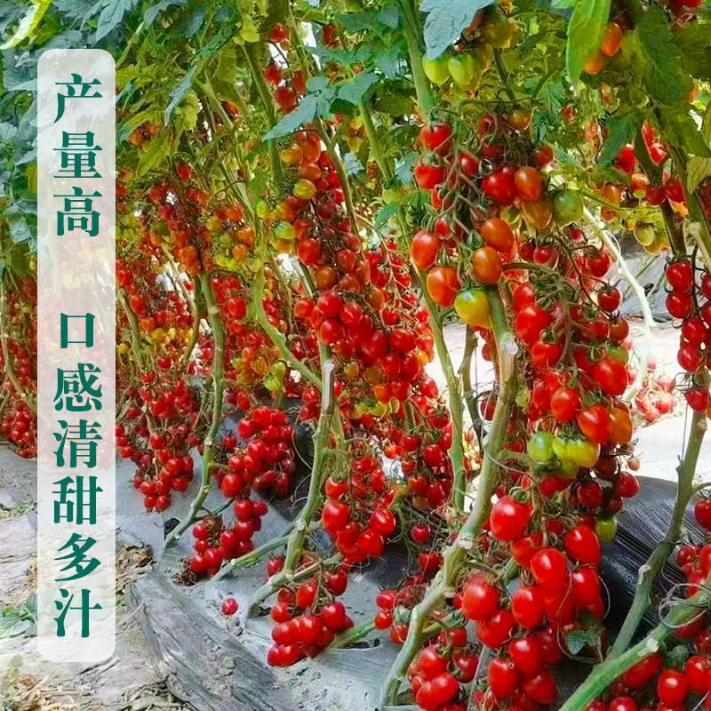 釜山88番茄种子樱桃小番茄苗子高产耐裂口感甜脆多汁