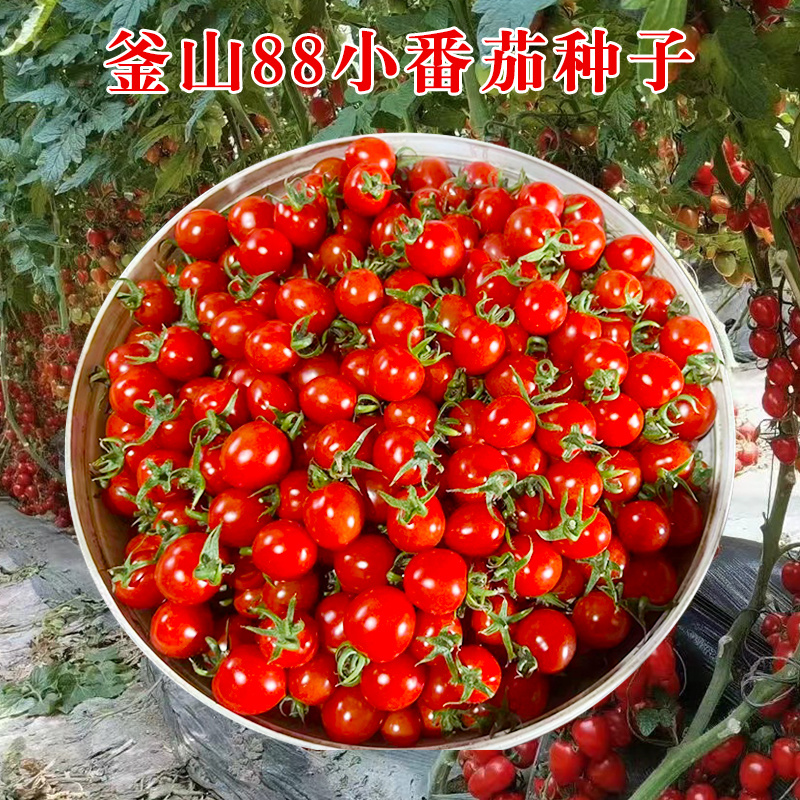 釜山88番茄种子樱桃小番茄苗子高产耐裂口感甜脆多汁