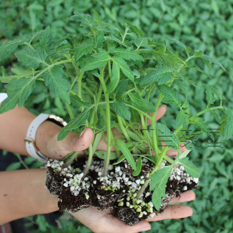 釜山88番茄种子樱桃小番茄苗子高产耐裂口感甜脆多汁