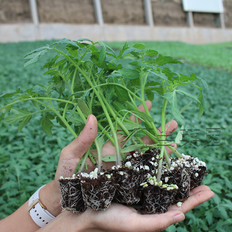 釜山88番茄种子樱桃小番茄苗子高产耐裂口感甜脆多汁