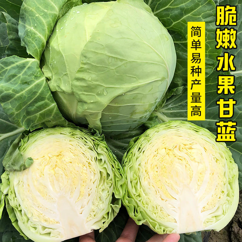 中甘11甘蓝种子早熟春圆包菜种子高产黄心卷心菜种子农科院