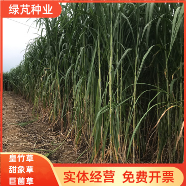 新型皇竹草种节