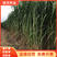 新型皇竹草种节巨菌草甜象草种节多年生牧草种节四季牧草