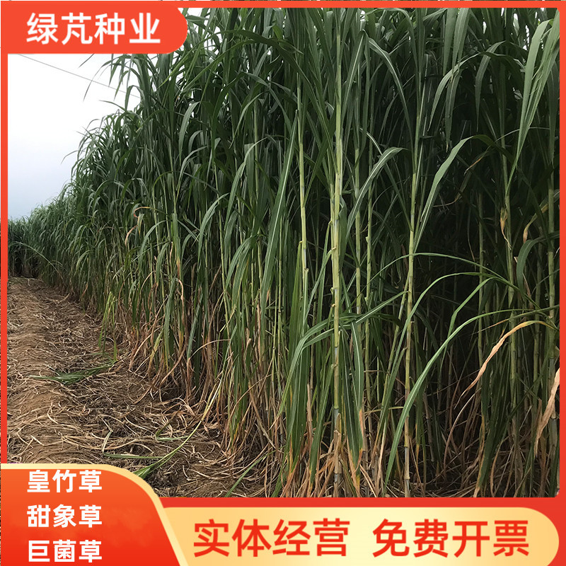 新型皇竹草种节
