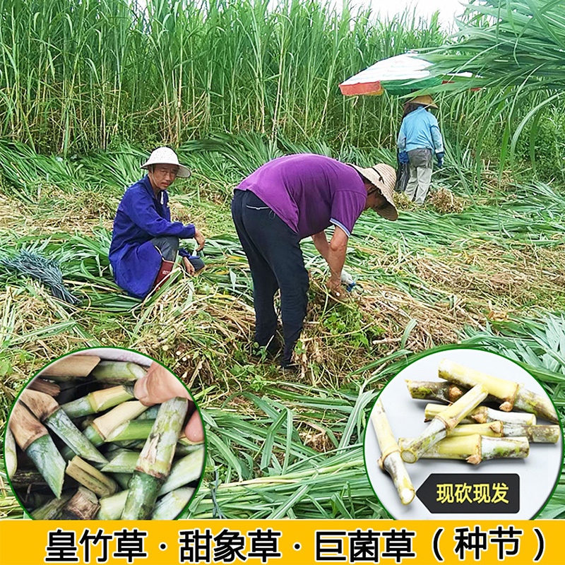 新型皇竹草种节