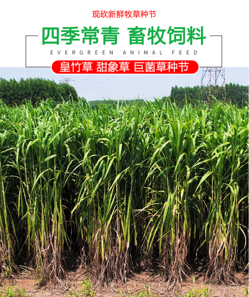 新型皇竹草种节