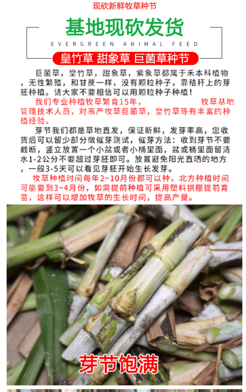 新型皇竹草种节