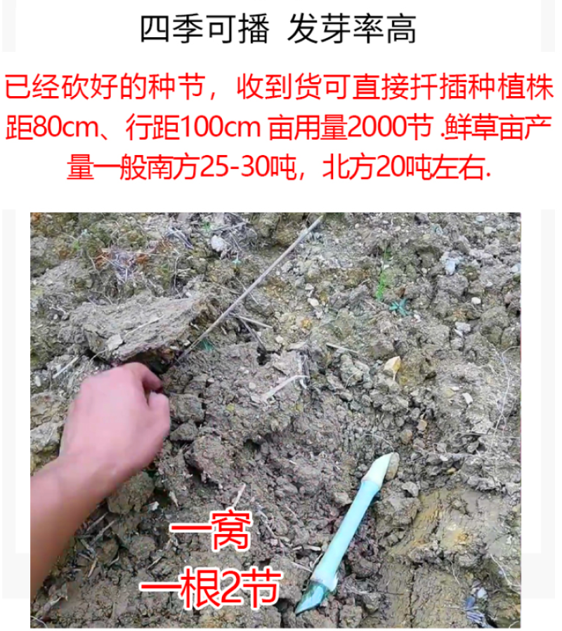 新型皇竹草种节