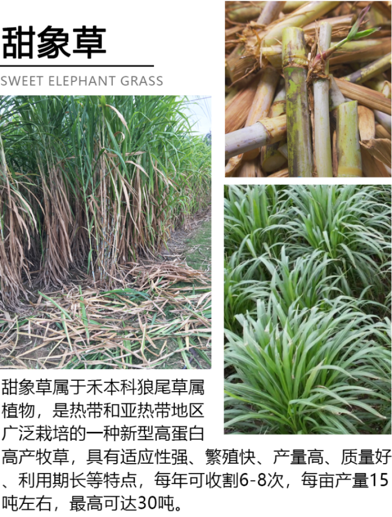 新型皇竹草种节