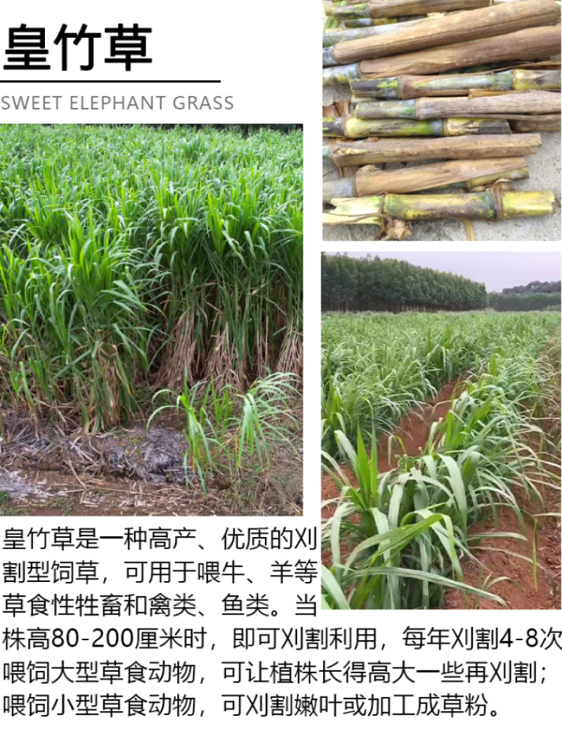 新型皇竹草种节