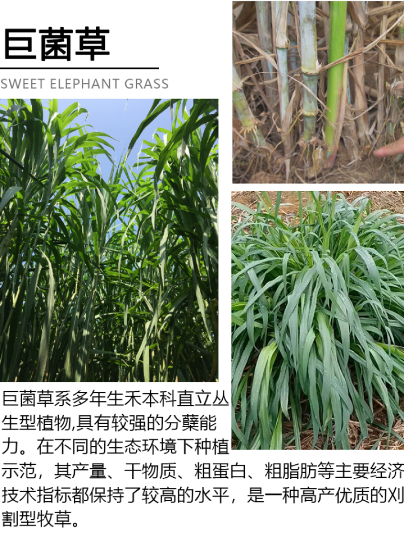 新型皇竹草种节
