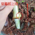 新型皇竹草种节