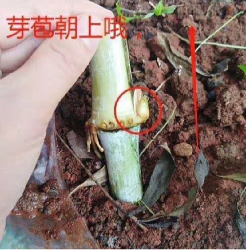 新型皇竹草种节