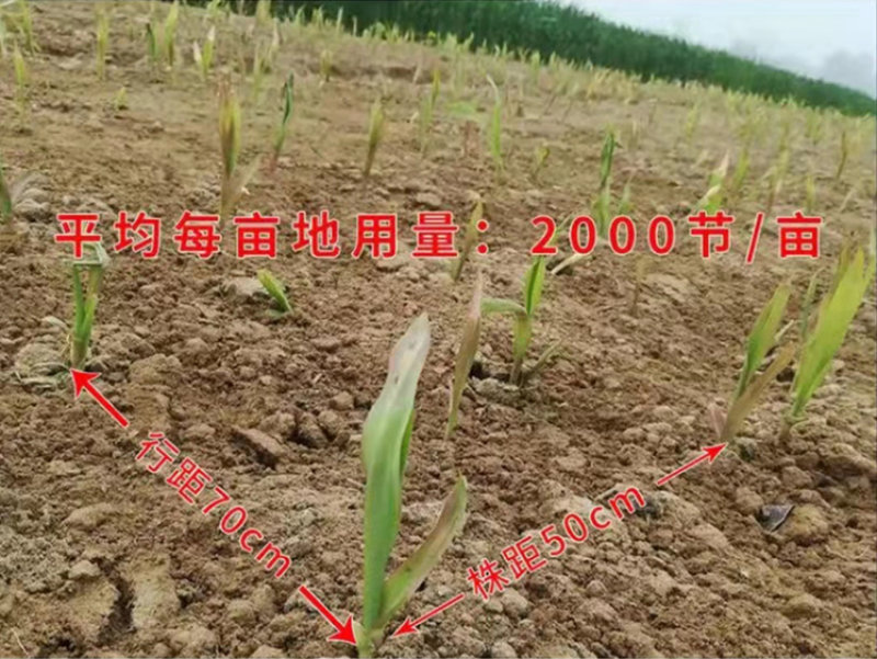 新型皇竹草种节