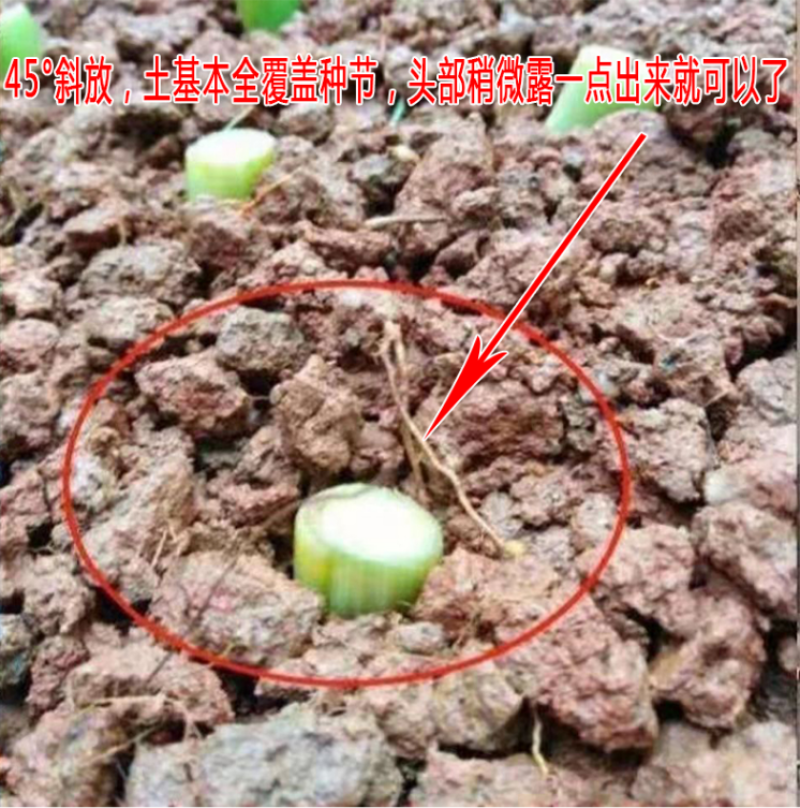 新型皇竹草种节