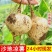 【基地发货】四川精品地瓜全国批发货源足价格低超市品质白薯凉薯