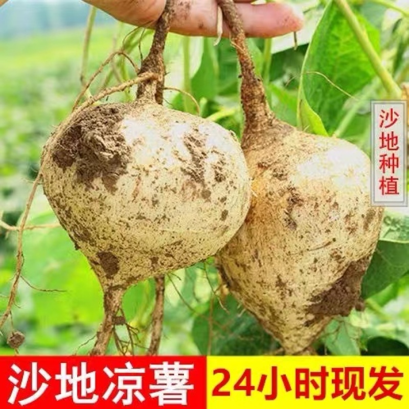 【基地发货】四川精品地瓜全国批发货源足价格低超市品质白薯凉薯