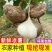【基地发货】四川精品地瓜全国批发货源足价格低超市品质白薯凉薯