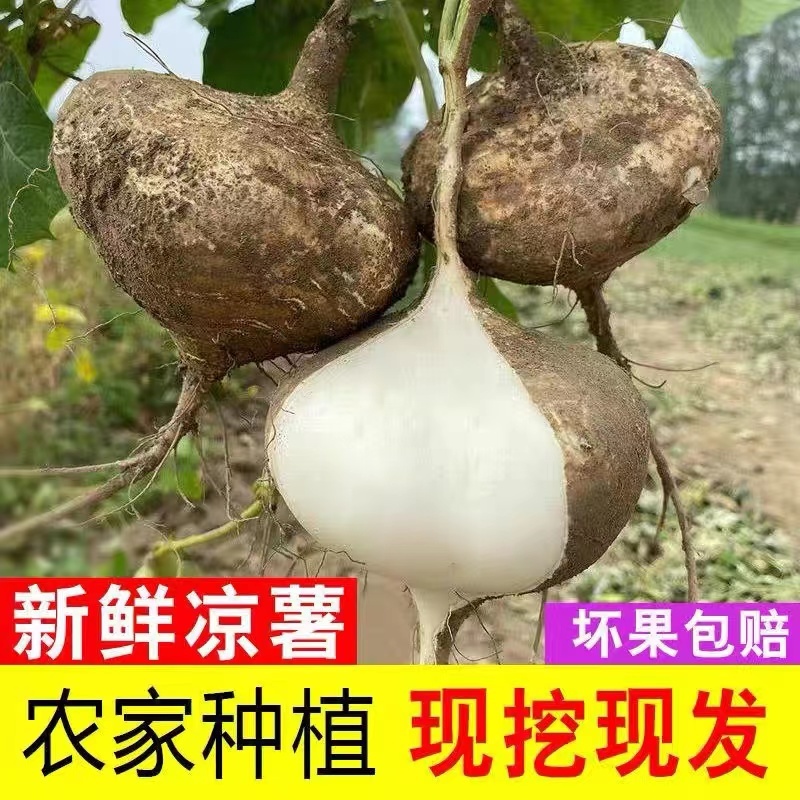 【基地发货】四川精品地瓜全国批发货源足价格低超市品质白薯凉薯