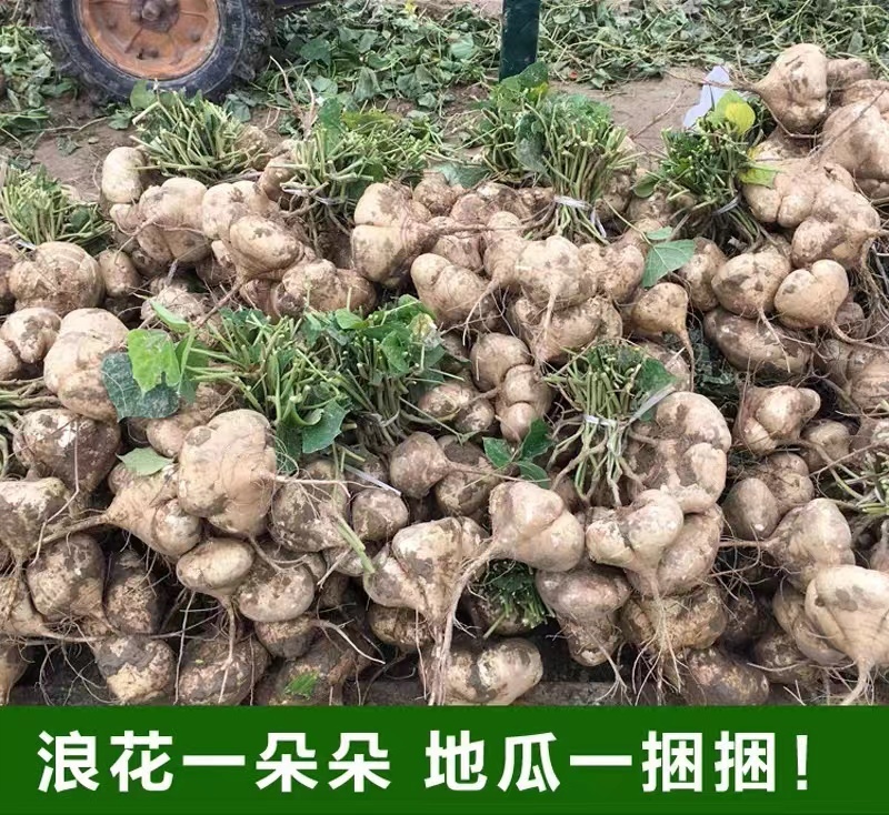 【基地发货】四川精品地瓜全国批发货源足价格低超市品质白薯凉薯