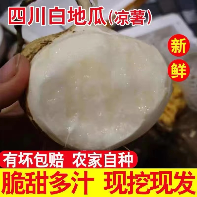 【基地发货】四川精品地瓜全国批发货源足价格低超市品质白薯凉薯