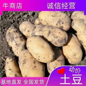 黑龙江省土豆种子繁育基地，荷兰十五，沃土尤金885，等等
