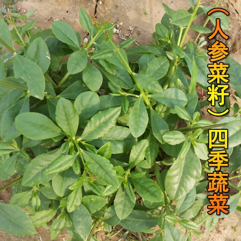 人参菜种子土人参种苗土洋参土高丽参盆栽阳台盆栽多年生