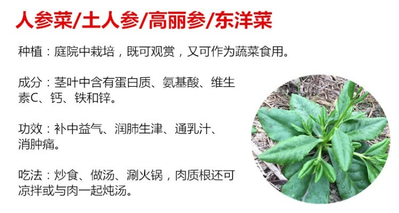 人参菜种子土人参种苗土洋参土高丽参盆栽阳台盆栽多年生