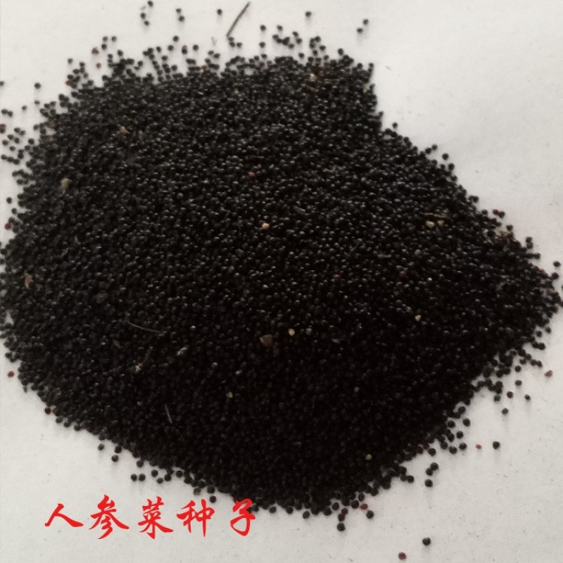 人参菜种子土人参种苗土洋参土高丽参盆栽阳台盆栽多年生