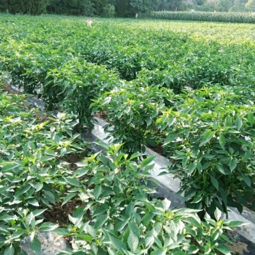 鲜辣椒|新鲜辣椒|樟树青辣椒|联盟合作|500斤起
