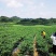 鲜辣椒|新鲜辣椒|樟树青辣椒|联盟合作|500斤起