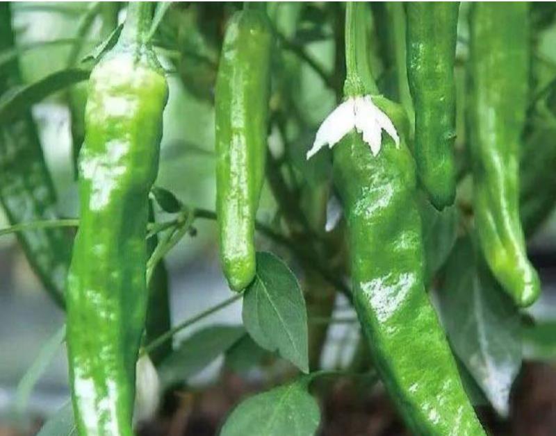 鲜辣椒|新鲜辣椒|樟树青辣椒|联盟合作|500斤起