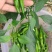 鲜辣椒|新鲜辣椒|樟树青辣椒|联盟合作|500斤起