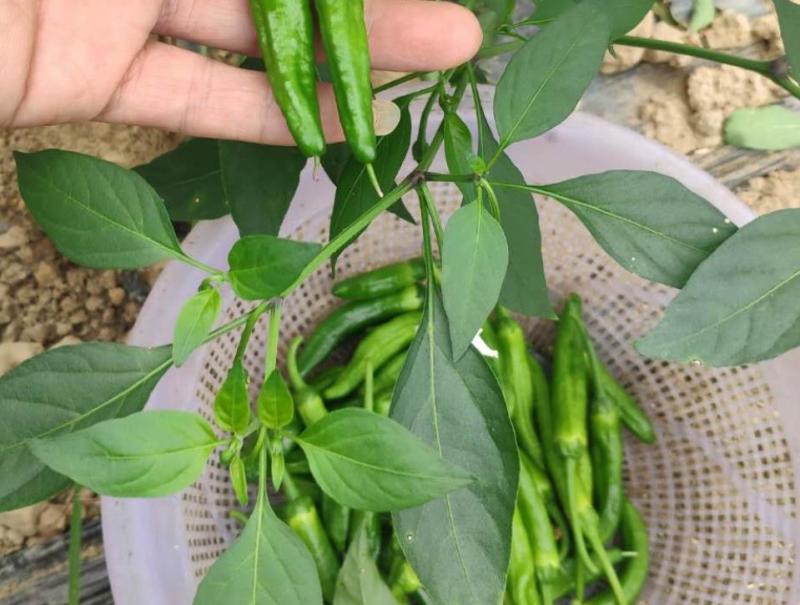 鲜辣椒|新鲜辣椒|樟树青辣椒|联盟合作|500斤起