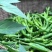 鲜辣椒|新鲜辣椒|樟树青辣椒|联盟合作|500斤起