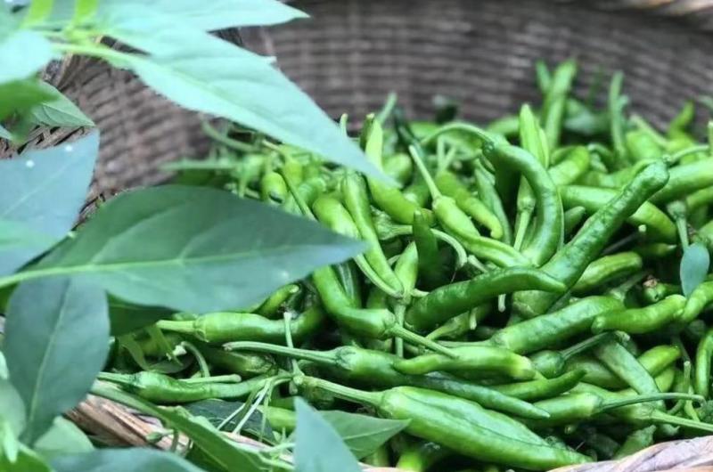 鲜辣椒|新鲜辣椒|樟树青辣椒|联盟合作|500斤起