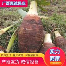 精品广西贺州芋头，香芋，荔浦芋头货源充足，量大从优