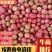 石头西红柿，四川石头番茄，产地发货，对接电商商超市场