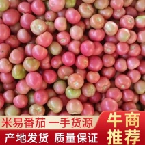 米易硬粉番茄上市，新鲜发货，吃起来甜中带点酸，非常开胃